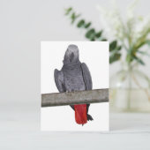 Polly Postcard Postkarte (Stehend Vorderseite)