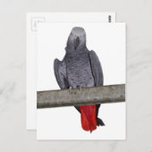 Polly Postcard Postkarte (Vorne/Hinten)