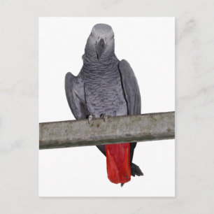 Polly Postcard Postkarte