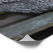 Polly the Plymouth Rock Poster (Ecke)