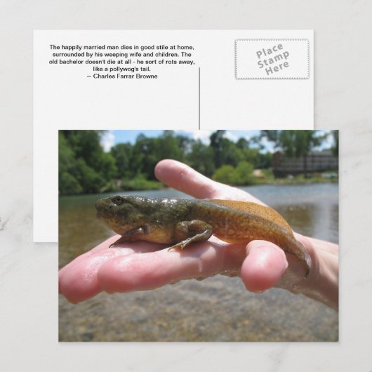 Pollywog Postkarte (Vorne/Hinten)