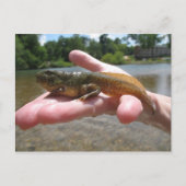 Pollywog Postkarte (Vorderseite)