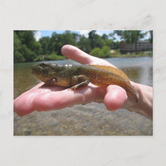 Pollywog Postkarte (Vorderseite)