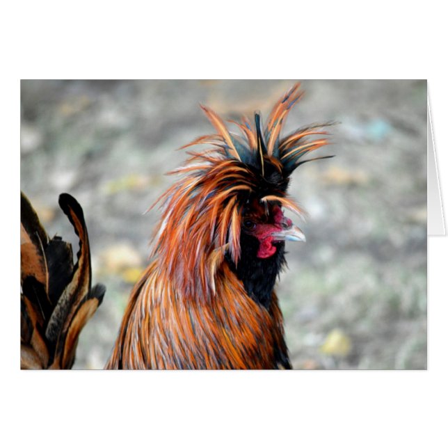 Polnisch Created Rooster (Vorderseite (Horizontal))