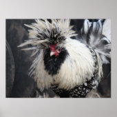 Polnisch Created Rooster Poster (Vorne)