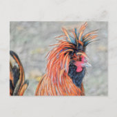 Polnisch Created Rooster Postkarte (Vorderseite)
