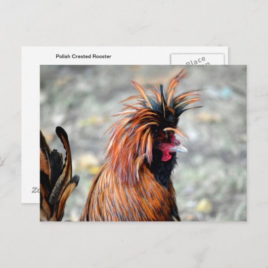 Polnisch Created Rooster Postkarte (Vorne/Hinten)