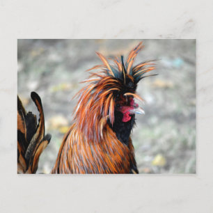 Polnisch Created Rooster Postkarte