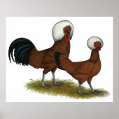 Polnisch: White Crested Reds Poster (Vorne)