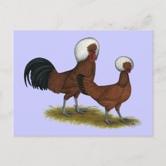 Polnisch: White Crested Reds Postkarte (Vorderseite)
