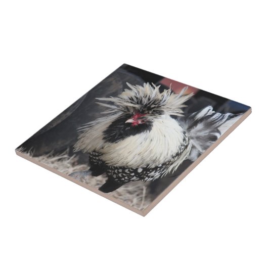 Polnischer Hahn mit Haube Fliese (Seite)