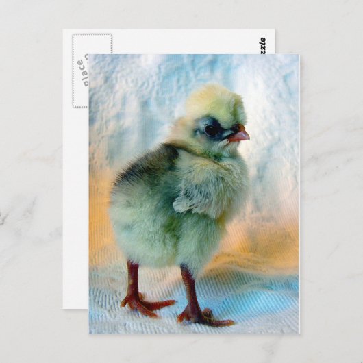 Polnischer Küken Postkarte (Vorne/Hinten)