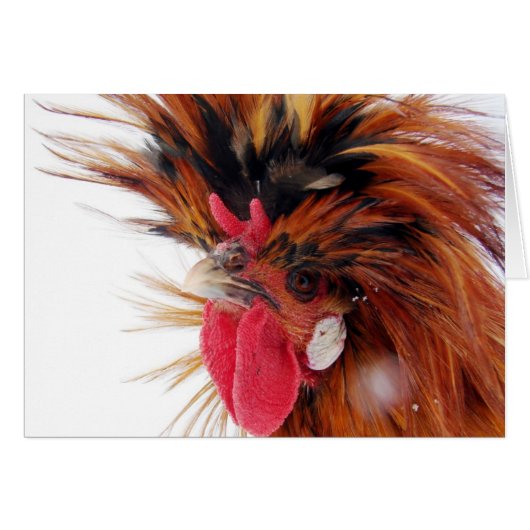 Polnischer Raum (Vorderseite (Horizontal))