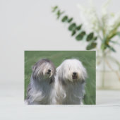 Polnischer Tiefland Postkarte (Stehend Vorderseite)