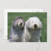 Polnischer Tiefland Postkarte (Vorne/Hinten)