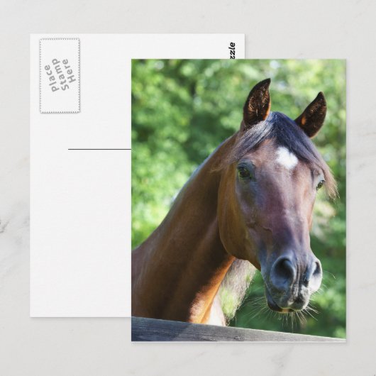 Polnisches Arabisches Pferd Postkarte (Vorne/Hinten)
