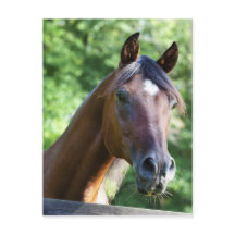 Polnisches Arabisches Pferd