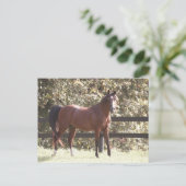 Polnisches Arabisches Pferd Postkarte (Stehend Vorderseite)