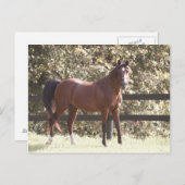 Polnisches Arabisches Pferd Postkarte (Vorne/Hinten)