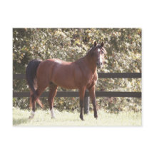 Polnisches Arabisches Pferd