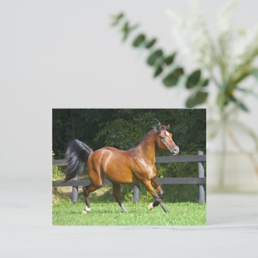 Polnisches arabisches Pferdetrotten Postkarte (Stehend Vorderseite)