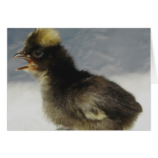 Polnisches Baby Chicken (Vorderseite (Horizontal))