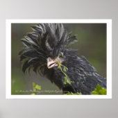 Polnisches Hühnchen Poster (Vorne)