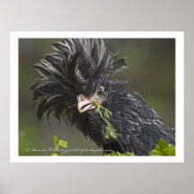 Polnisches Hühnchen