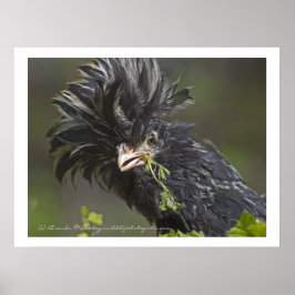 Polnisches Hühnchen Poster