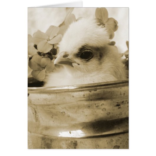 Polnisches Kiche in Sepia (Vorne)