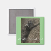 Polo die Katze "What the Cat NIP!" Magnet (Vorderseite/Rückseite)
