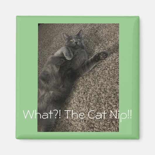 Polo die Katze "What the Cat NIP!" Magnet (Vorne)