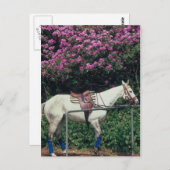 Polo Pony wartet Chukker Postkarte (Vorne/Hinten)