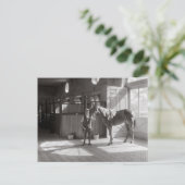 Polo Stables, 1933 Postkarte (Stehend Vorderseite)