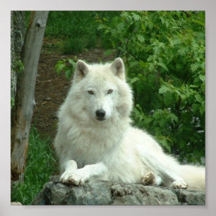 Polster Wolf Print Poster