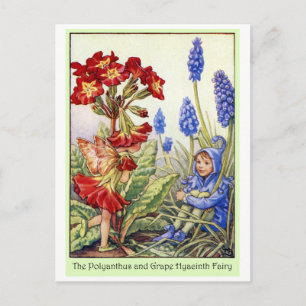 Polyanthus and Grape Hyacinth Fairy Postkarte