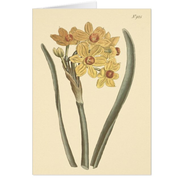 Polyanthus Narcissus Botanische Illustration (Vorne)