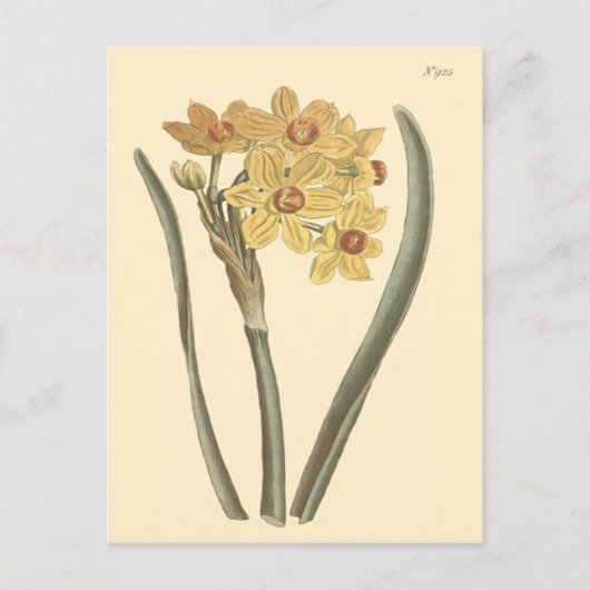 Polyanthus Narcissus Botanische Illustration Postkarte (Vorderseite)