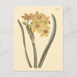 Polyanthus-Narzisse Botanische Illustration Postkarte