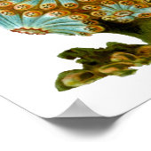 Polycyclus cyaneus Ernst Haeckel Kunst Poster (Ecke)