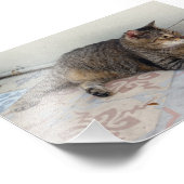 Polydactylkatze, Key West, Florida Fotodruck (Ecke)