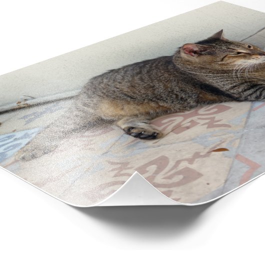 Polydactylkatze, Key West, Florida Fotodruck (Ecke)