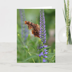 Polygonia-Schmetterling Notecard (Seitenansicht) Karte