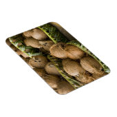 Polynesien, Königreich Tonga. Anzeige von Kokosnüs Magnet (Rechte Seite)