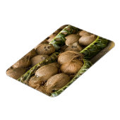 Polynesien, Königreich Tonga. Anzeige von Kokosnüs Magnet (Linke Seite)