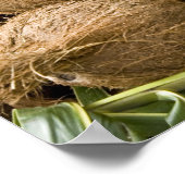 Polynesien, Königreich Tonga. Anzeige von Kokosnüs Poster (Ecke)