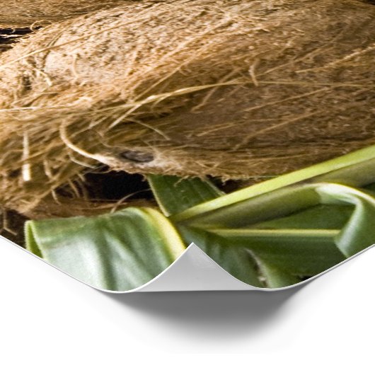 Polynesien, Königreich Tonga. Anzeige von Kokosnüs Poster (Ecke)