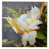 POLYNISCH DRAGON CACTUS NIGHT BLOOM Fliesen (Vorderseite)