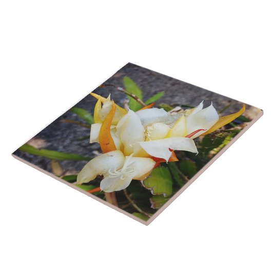 POLYNISCH DRAGON CACTUS NIGHT BLOOM Fliesen (Seite)