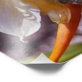 POLYNISIAN DRAGON CACTUS NIGHBLOOM FOTODRUCK (Ecke)